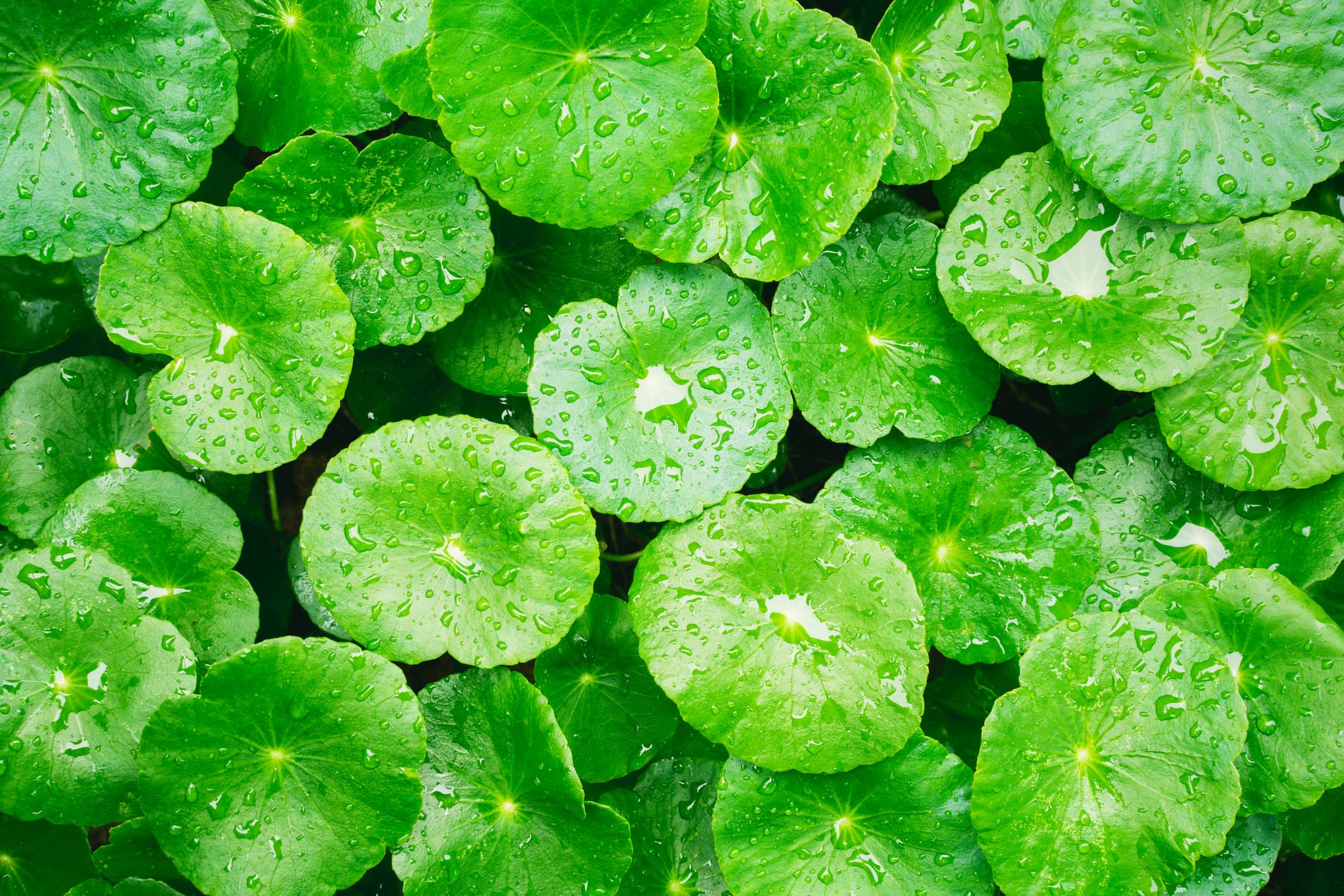 Propiedades y beneficios de la centella asiática