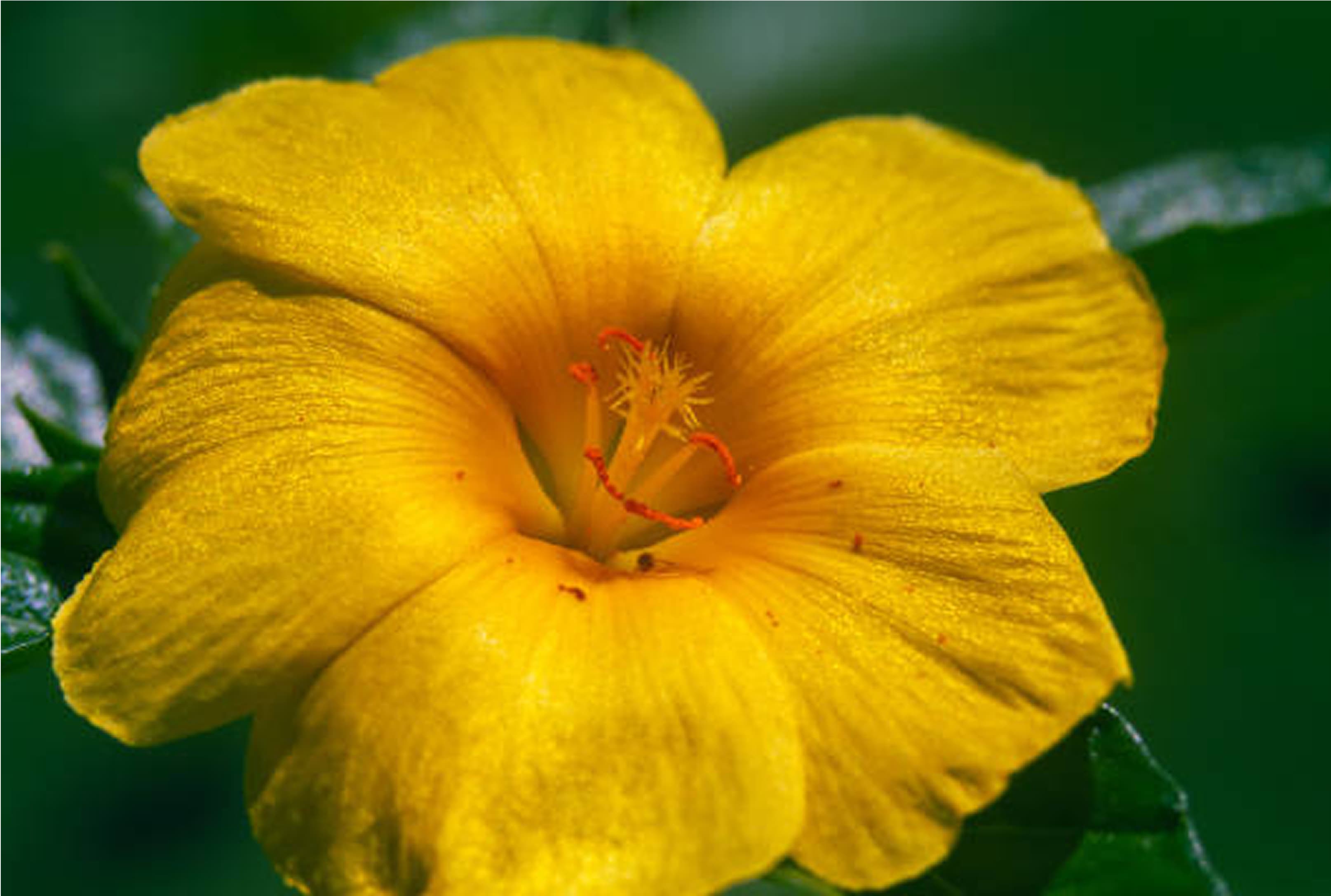 Beneficios y propiedades de la damiana