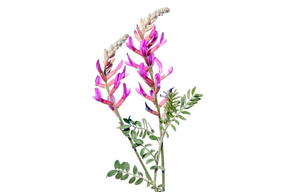 El poder de la planta de Astrágalo: “Astragalus membranaceus”
