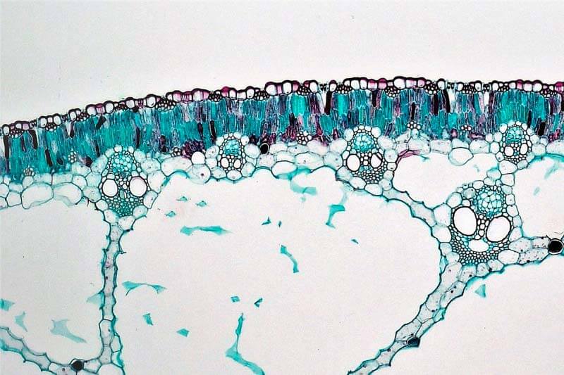 que son enzimas digestivas