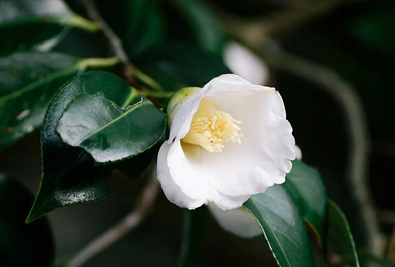 Propiedades y beneficios del Té Verde (Camellia sinensis)