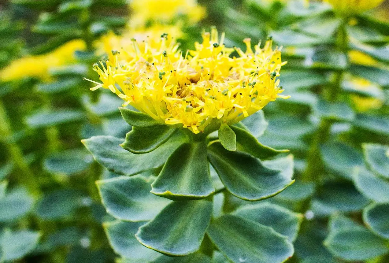 Propiedades y beneficios de Rhodiola rosea