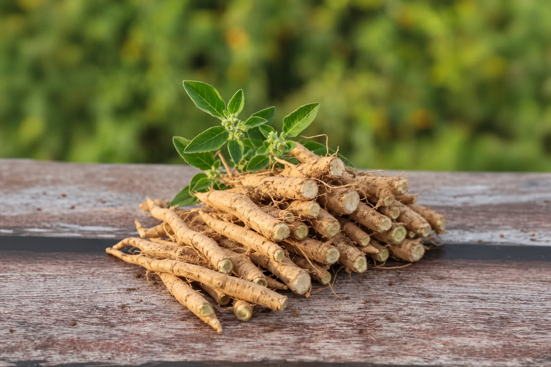 Ashwagandha: para qué sirve, cómo tomarla y qué dice la ciencia en 2026
