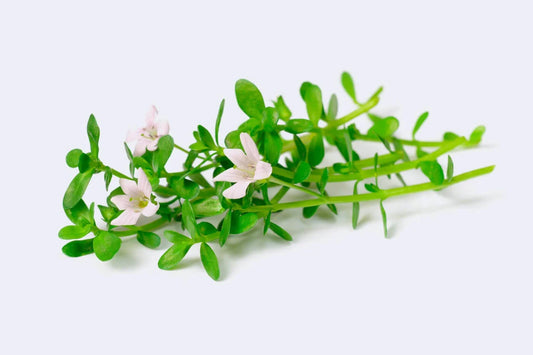 Bacopa: Propiedades y beneficios