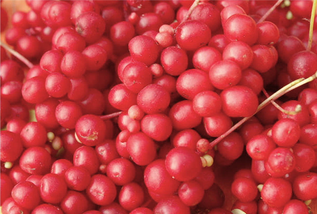 Schisandra, qué es y para qué sirve