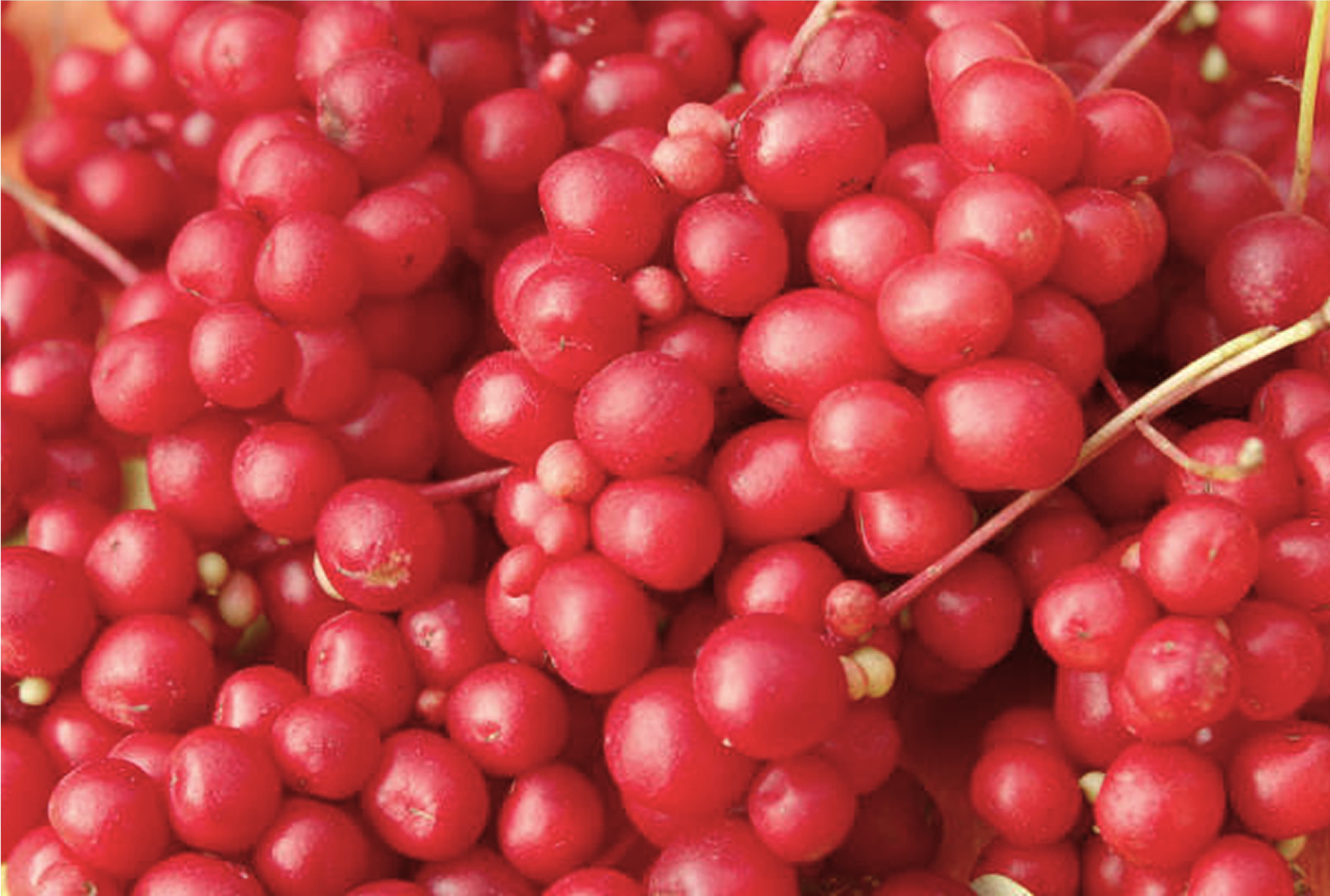 Schisandra, qué es y para qué sirve