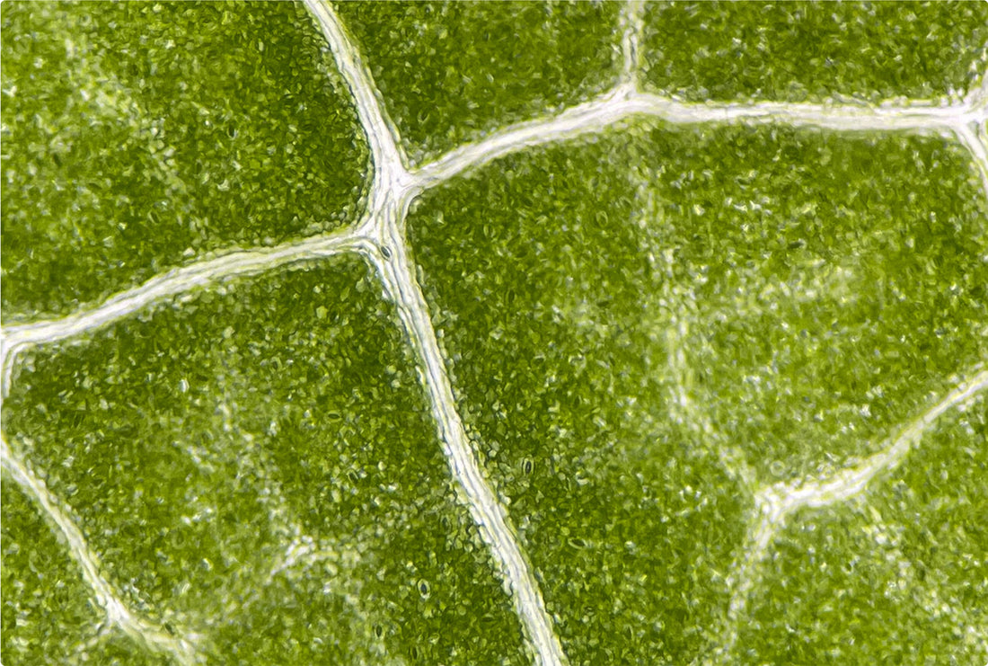 beneficios de la vitamina B6