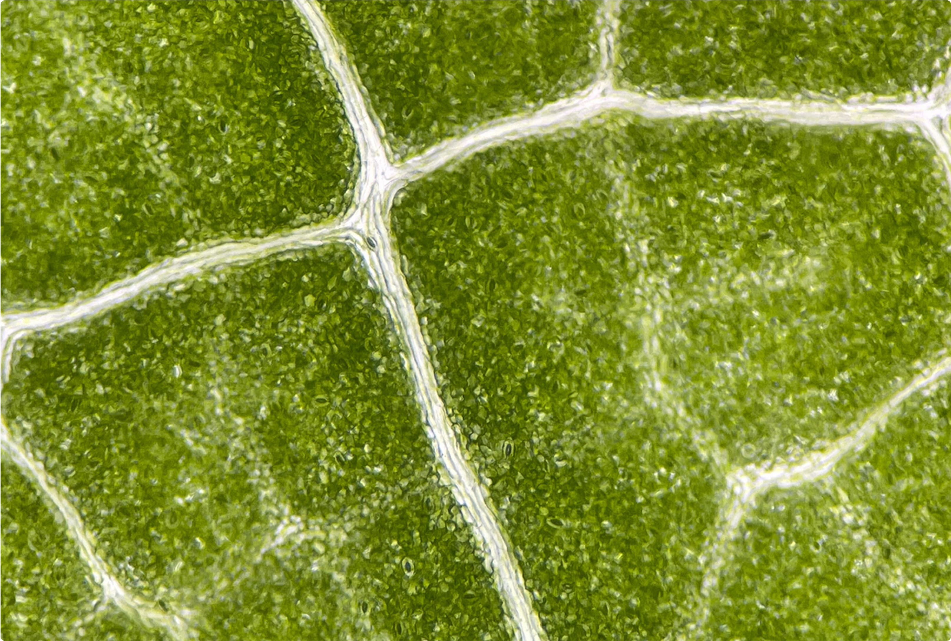 beneficios de la vitamina B6